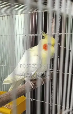 Cockatiel Bird