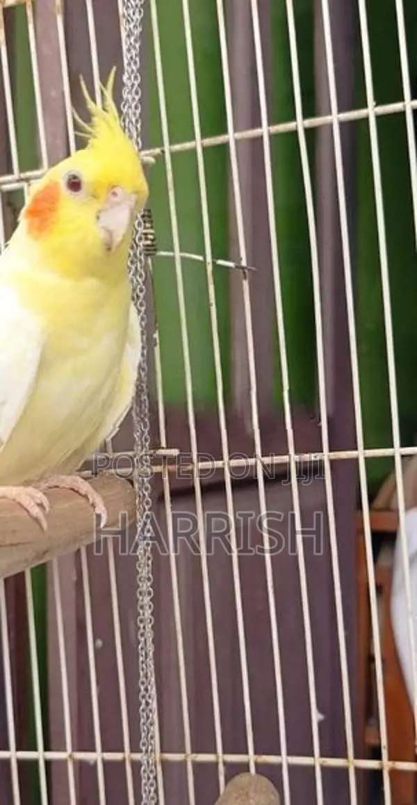 Cockatiel Bird