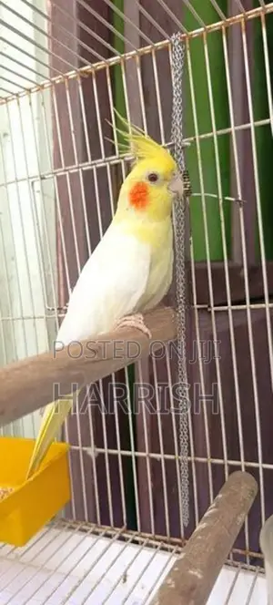 Cockatiel Bird