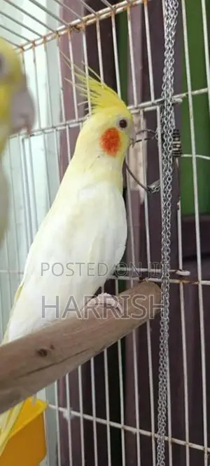 Cockatiel Bird