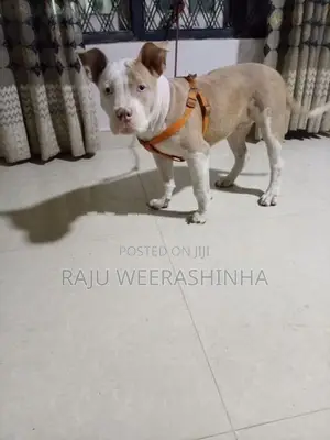 American XL Bully