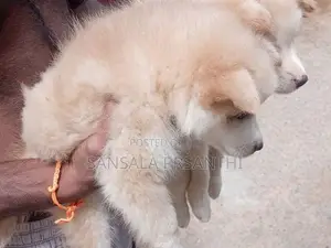 lion pomanariyan pappy