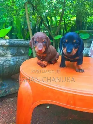 Dachshund dog puppies