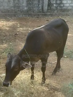 Namban Maadu