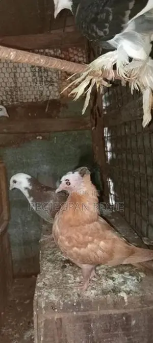 Pigeon