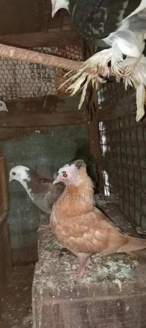 Pigeon