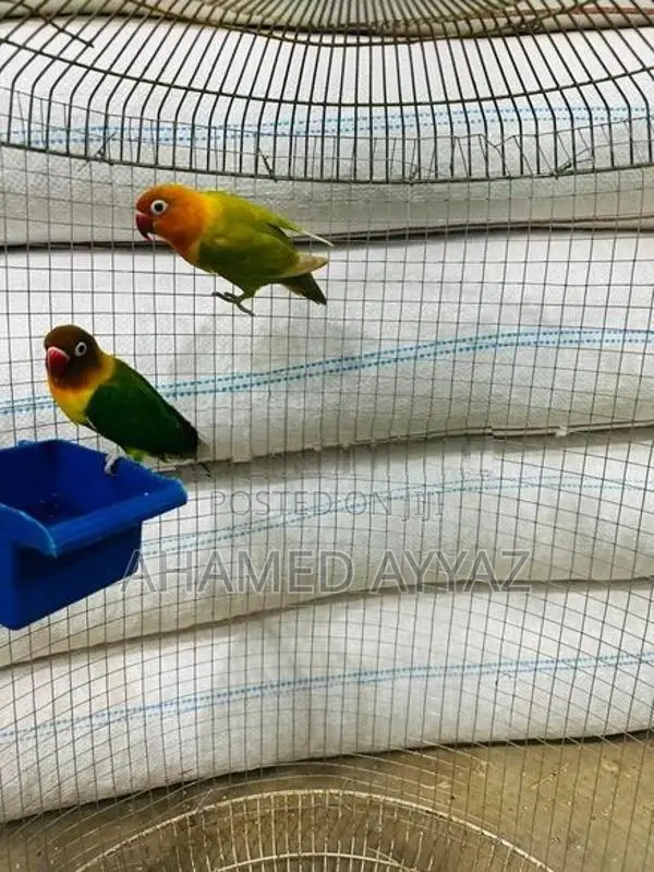 Love Brids