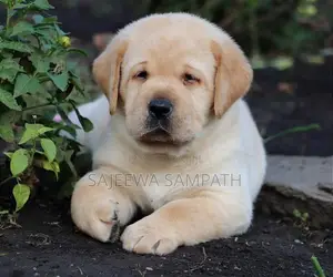 Labrador puppies (pure breed)
