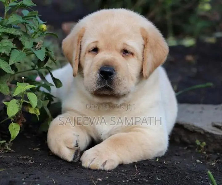 Labrador puppies (pure breed)