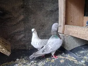 Time Pigeons
