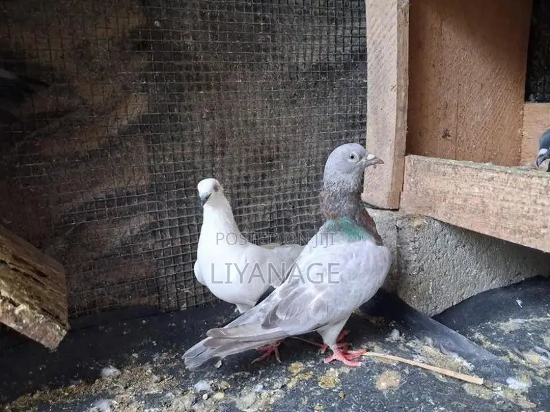 Time Pigeons