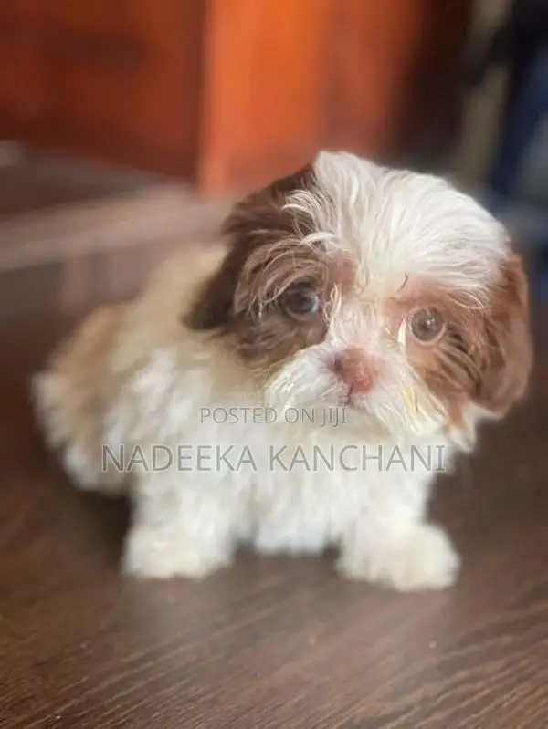 Shih Tzu Puppy
