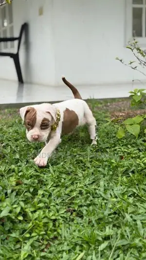 American Bully Puppy XL