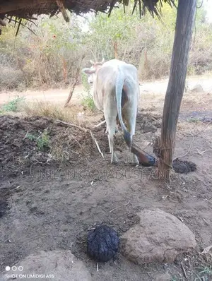 Jersey Cow