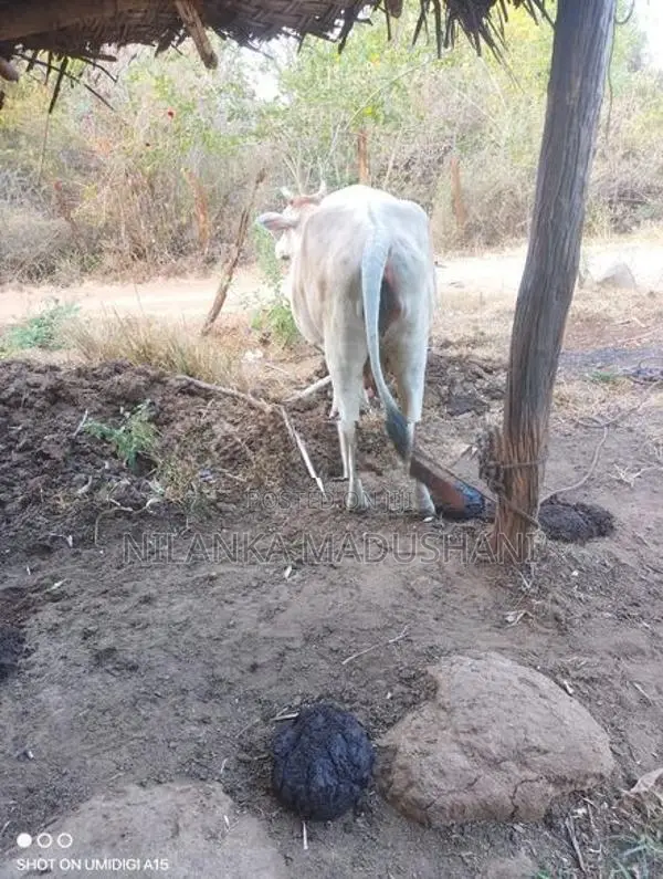 Jersey Cow