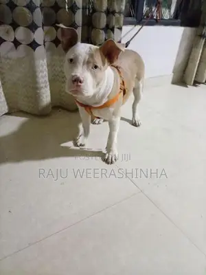 American XL Bully