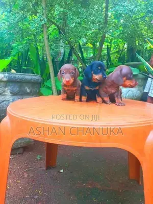 Dachshund dog puppies