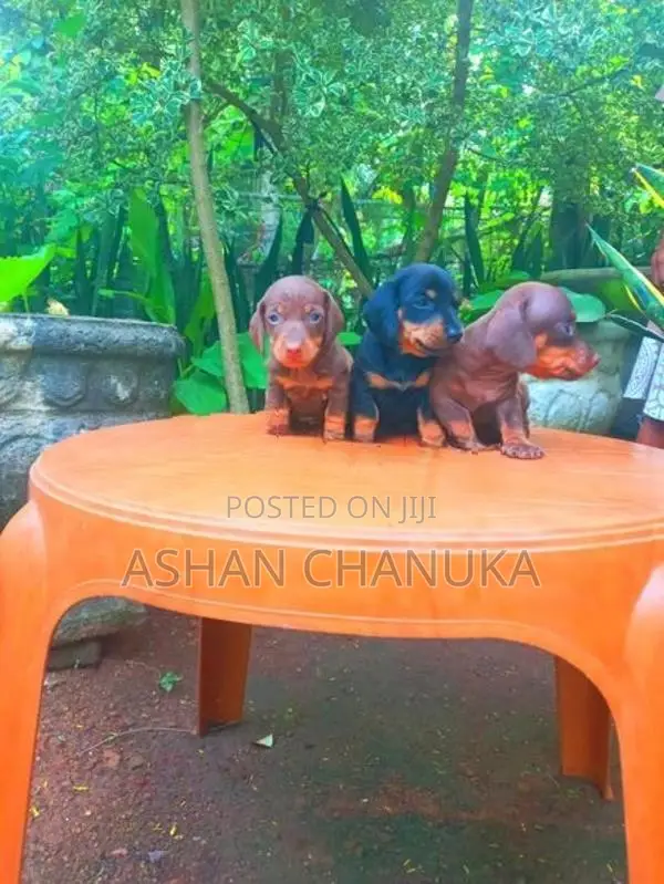 Dachshund dog puppies