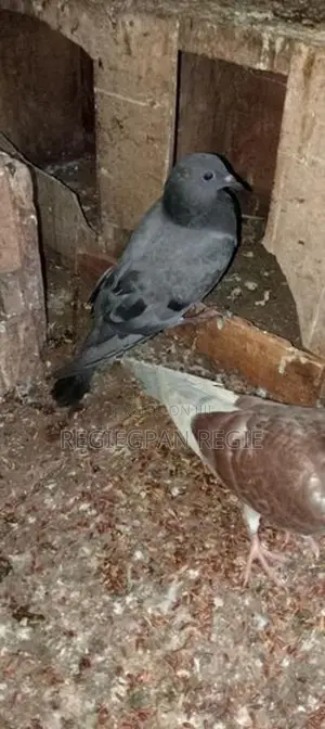 Pigeon