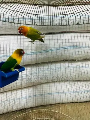 Love Brids