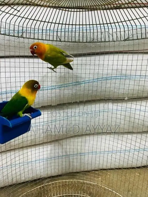 Love Brids