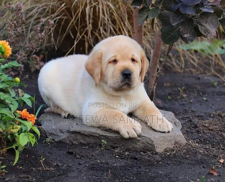Labrador puppies (pure breed)