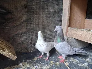 Time Pigeons