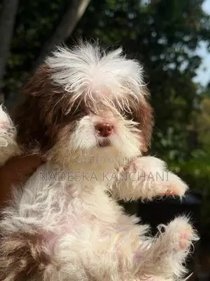 Shih Tzu Puppy