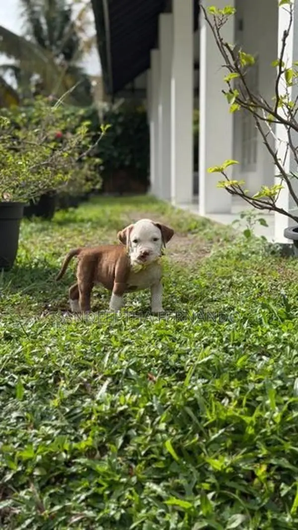 American Bully Puppy XL