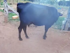 Jersey Cow