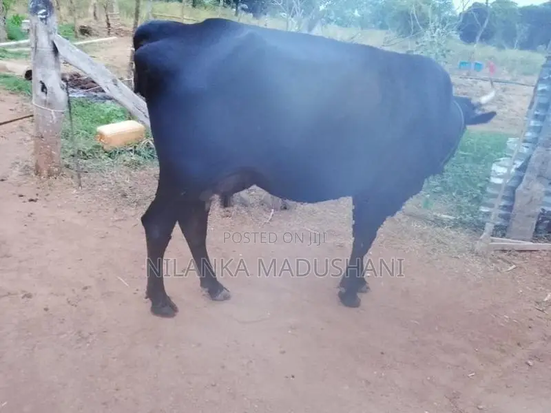 Jersey Cow