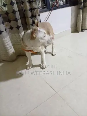 American XL Bully