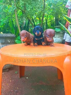 Dachshund dog puppies