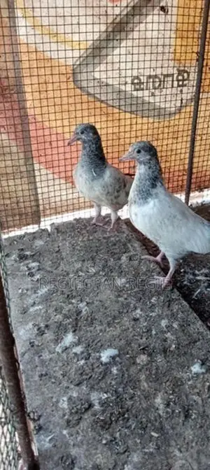 Pigeon