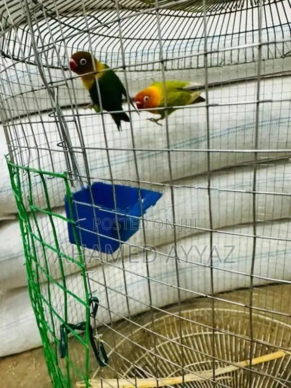 Love Brids