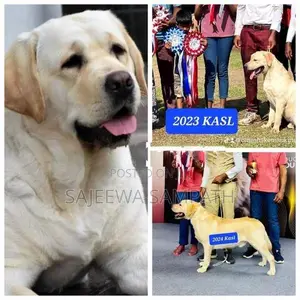Labrador puppies (pure breed)