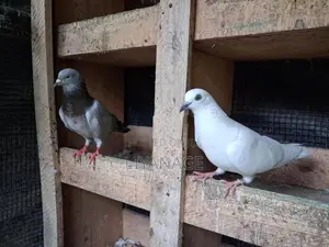 Time Pigeons
