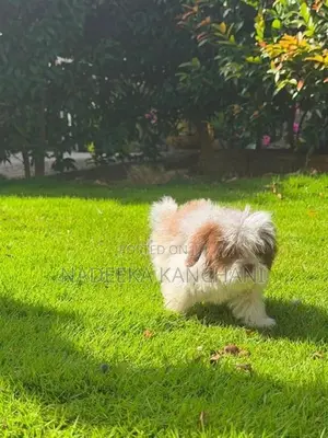 Shih Tzu Puppy