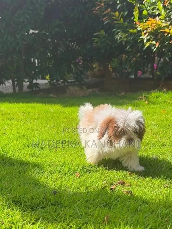 Shih Tzu Puppy