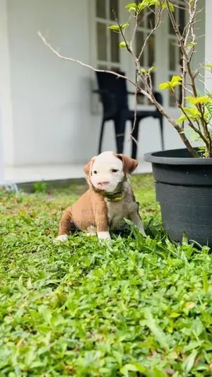 American Bully Puppy XL