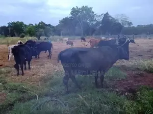 Jersey Cow