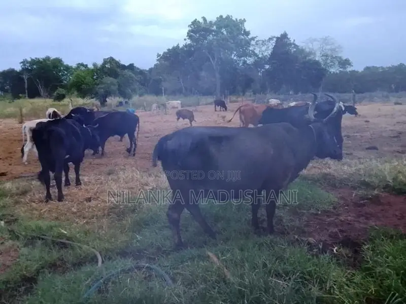 Jersey Cow