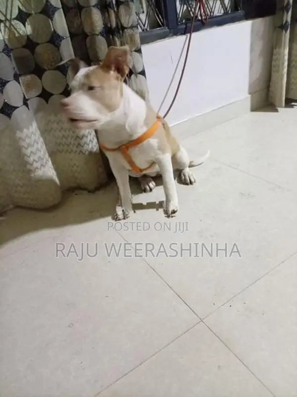 American XL Bully