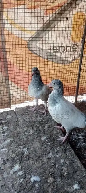 Pigeon