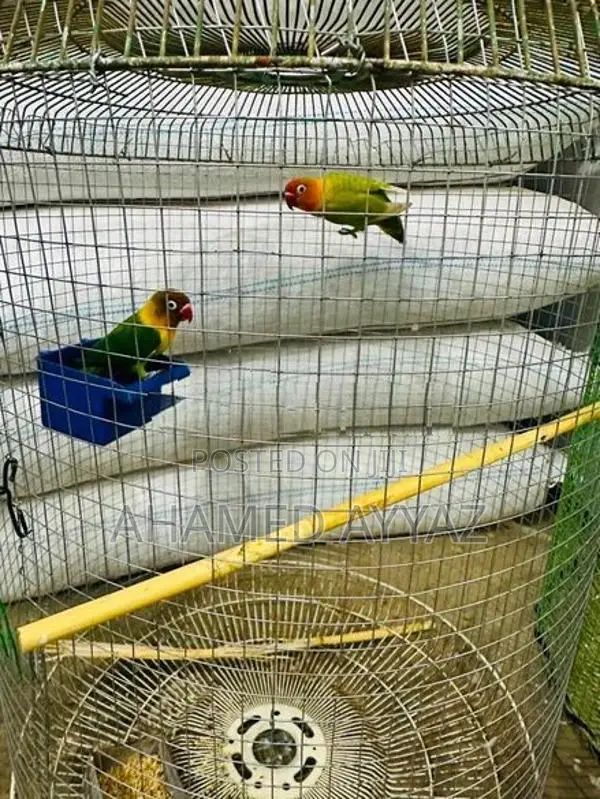 Love Brids