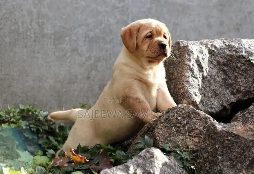 Labrador puppies (pure breed)