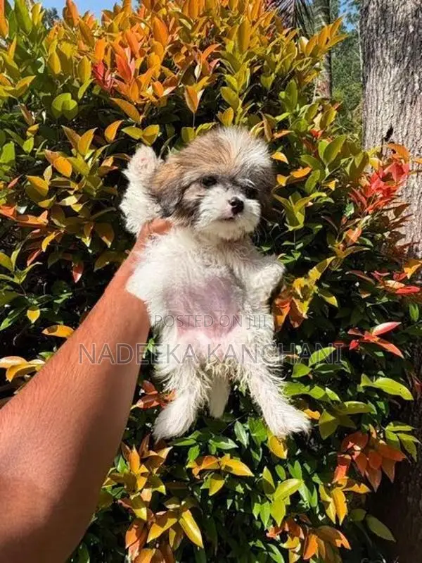 Shih Tzu Puppy