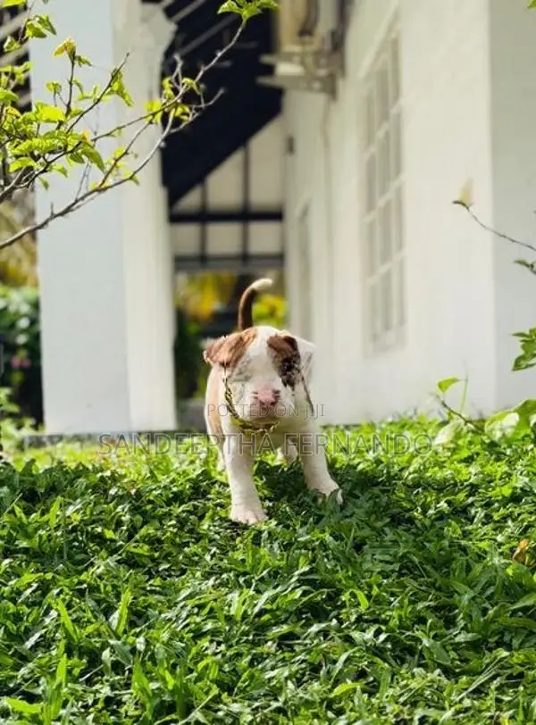 American Bully Puppy XL