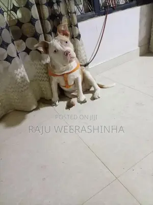 American XL Bully