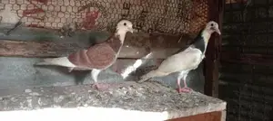 Pigeon
